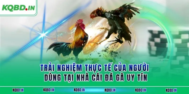 Trải nghiệm thực tế của người dùng tại nhà cái đá gà uy tín